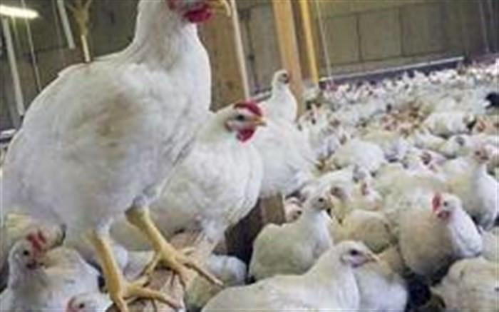 عرضه مرغ با قیمت سلیقه ای در خرده فروشی ها