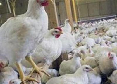 عرضه مرغ با قیمت سلیقه ای در خرده فروشی ها