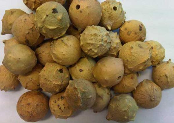 گیاه مازو چیست و چه خواصی دارد؟ گیاه مازو چیست و چه خواصی دارد؟