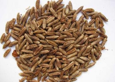 آشنایی با خواص خوراکی به ظاهر دور ریختنی!