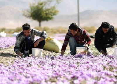 کاهش 900 دلاری ارزش زعفران ایرانی طی دو سال گذشته