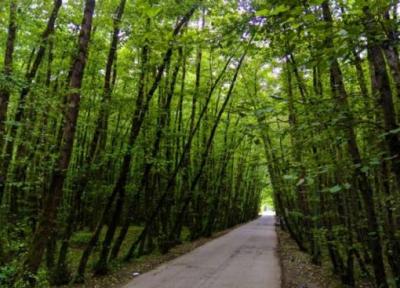 جنگل گیسوم؛ نمایی از بهشت در شمال ایران