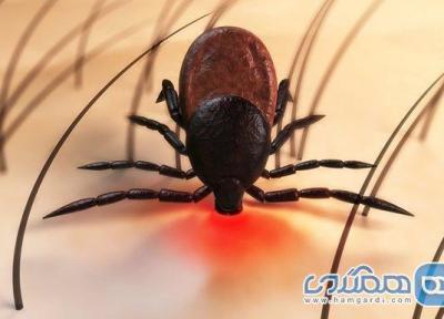 هرآنچه که باید درباره بیماری لایم بدانیم