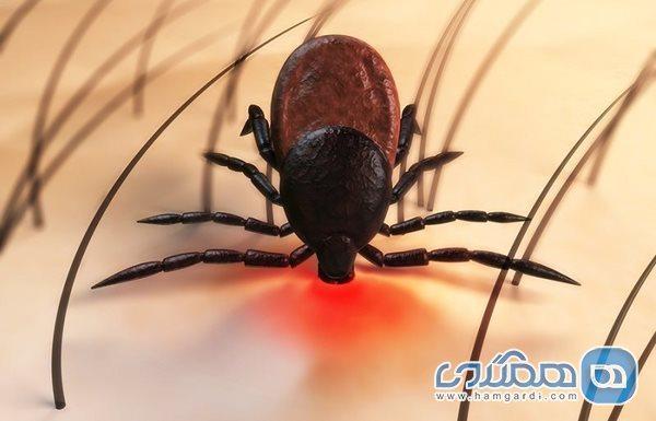 هرآنچه که باید درباره بیماری لایم بدانیم