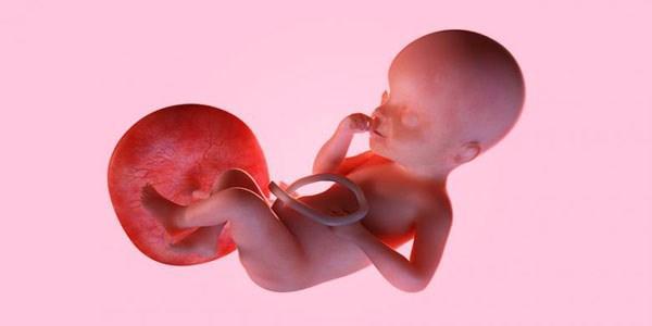 جفت جنین؛ زباله دان نقایص ژنتیکی جفت جنین؛ زباله دان نقایص ژنتیکی