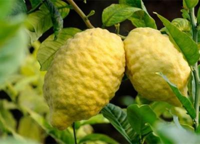 درباره خواص بالنگ بخوانید