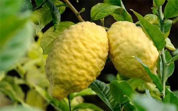 درباره خواص بالنگ بخوانید درباره خواص بالنگ بخوانید