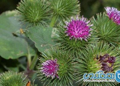 آشنایی با فواید روغن بابا آدم