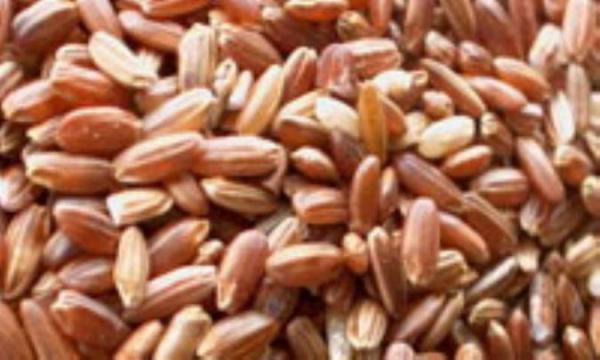 دیابتی ها برنج قهوه ای بخورند دیابتی ها برنج قهوه ای بخورند