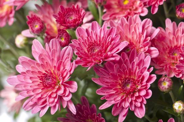 7 گل برای با شکوه کردن باغچه های پاییزی